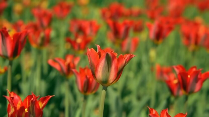 Les couleurs que nous voyons dans la nature, comme les couleurs des fleurs, suivent-elles la synthèse additive ou soustractive